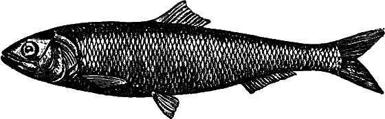 Гомункулус - i_184.png