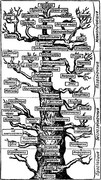 Гомункулус - i_191.png