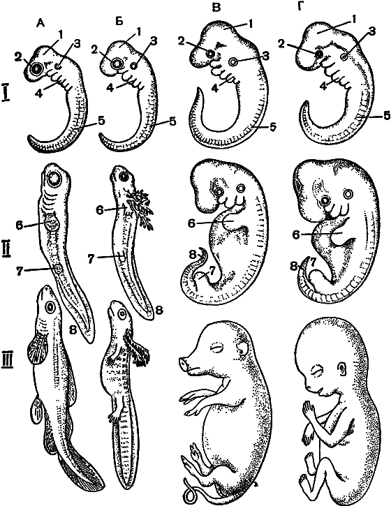 Гомункулус - i_194.png