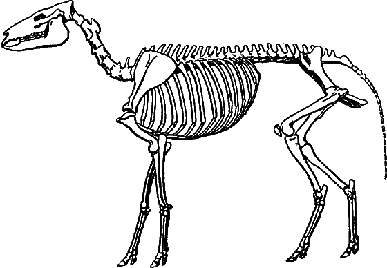 Гомункулус - i_198.png