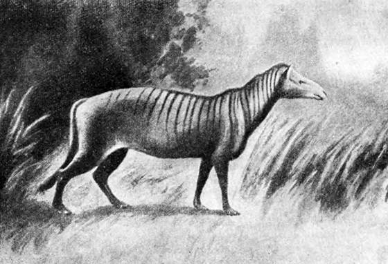 Гомункулус - i_199.jpg