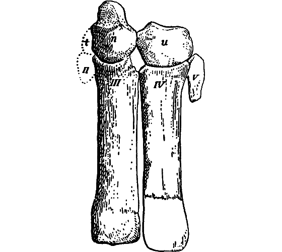 Гомункулус - i_202.png