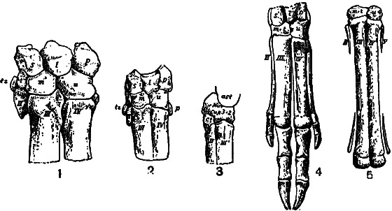 Гомункулус - i_203.png