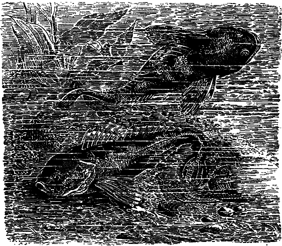 Гомункулус - i_221.png