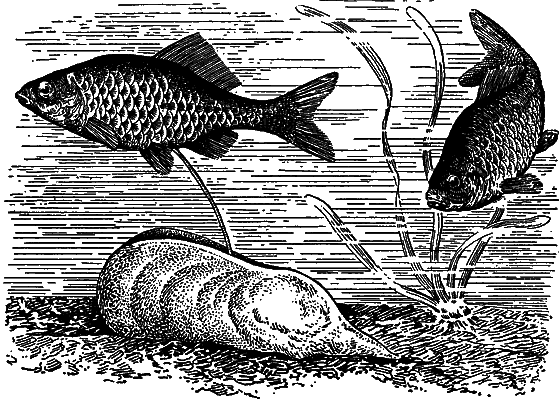 Гомункулус - i_222.png