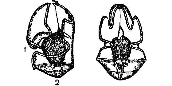 Гомункулус - i_225.png