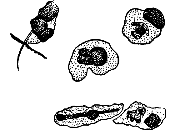 Гомункулус - i_234.png