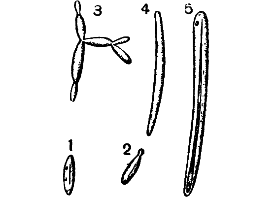 Гомункулус - i_235.png