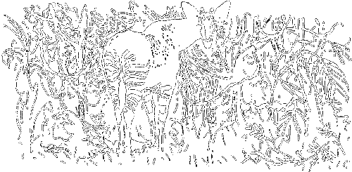 Гребень буйвола - i_003.png