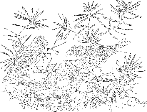 Гребень буйвола - i_011.png