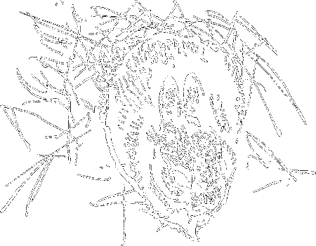 Гребень буйвола - i_033.png