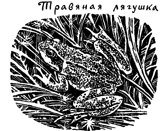 «Кто-то» на дереве - i_003.png