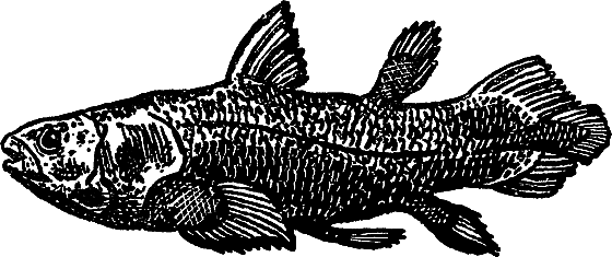 «Кто-то» на дереве - i_009.png