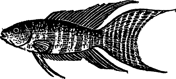 «Кто-то» на дереве - i_013.png