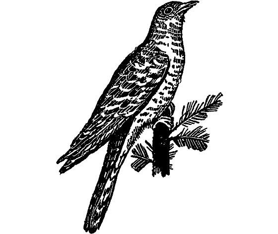 «Кто-то» на дереве - i_015.png