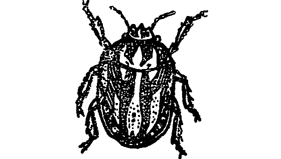 «Кто-то» на дереве - i_019.png