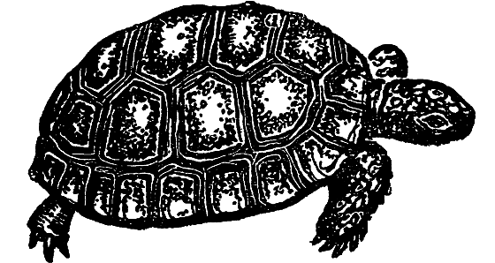 «Кто-то» на дереве - i_020.png