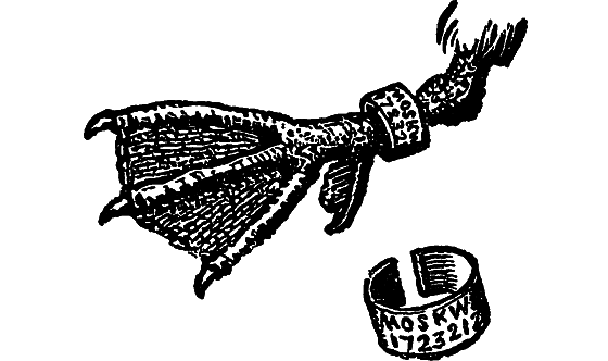 «Кто-то» на дереве - i_024.png