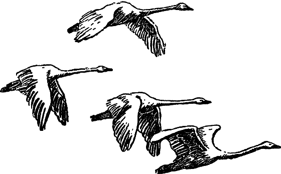 «Кто-то» на дереве - i_025.png