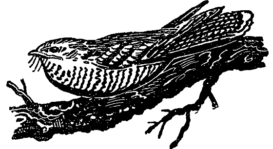 «Кто-то» на дереве - i_026.png