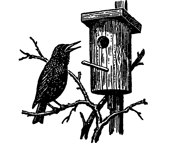 «Кто-то» на дереве - i_028.png