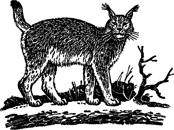 «Кто-то» на дереве - i_029.png