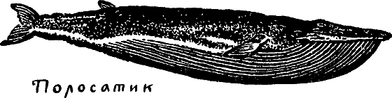 «Кто-то» на дереве - i_033.png