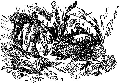 Недостающее звено - i_006.jpg