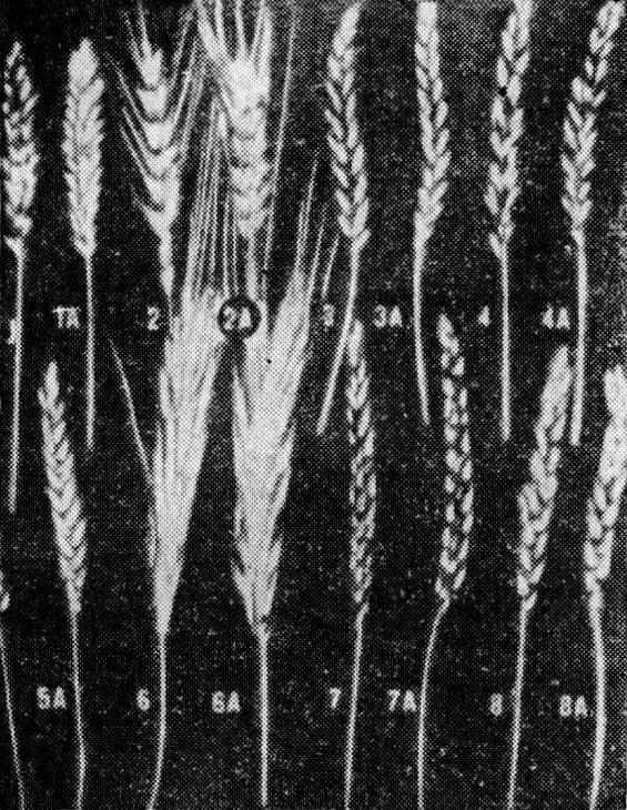 Мы и её величество ДНК - img_54.jpeg