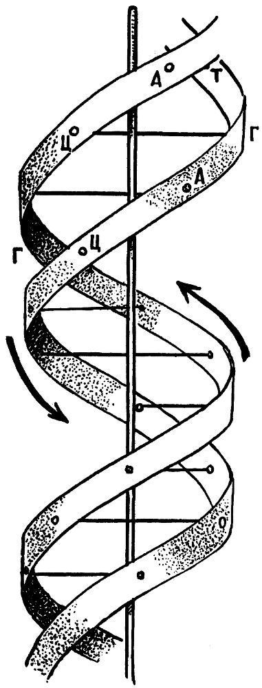 Мы и её величество ДНК - img_66.png