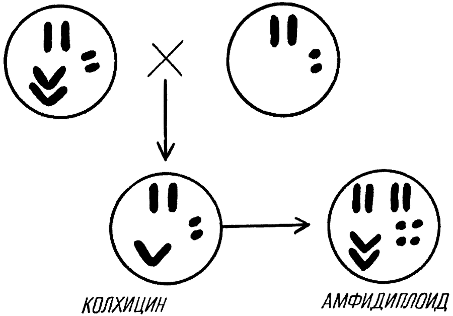 Мы и её величество ДНК - img_75.png