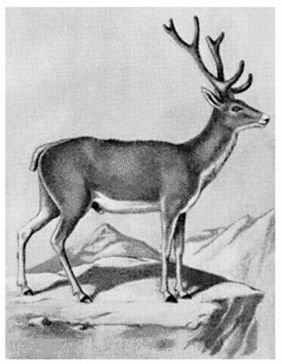 Путешествия к Лобнору и на Тибет - i_030.jpg