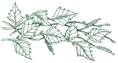 Викканская энциклопедия магических ингредиентов - klen.png