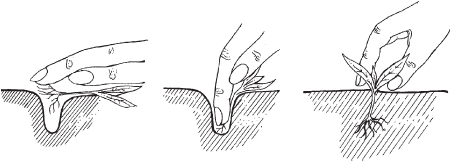 Огород и сад для лентяев - _21.png