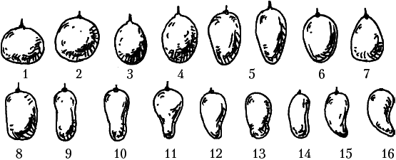 Полный справочник виноградаря. Особенности выращивания в России - _09.png