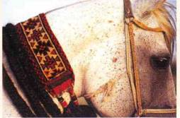 Национальные украшения лошадей - _08.jpg