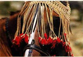 Национальные украшения лошадей - _13.jpg