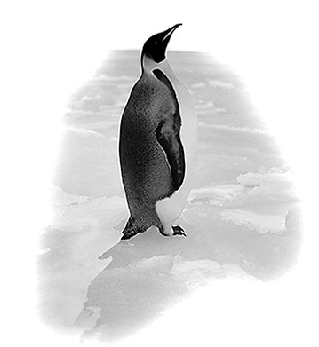 Дневник полярного капитана - i_102.jpg