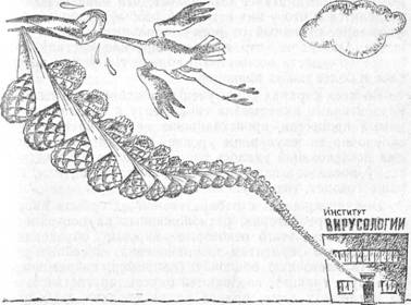 Беседы о вирусах - image016.jpg