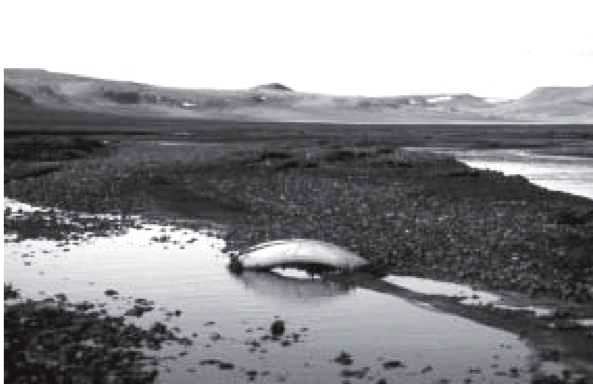 Мамонт - i_031.jpg