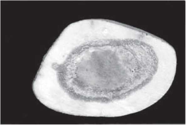 Мамонт - i_036.jpg