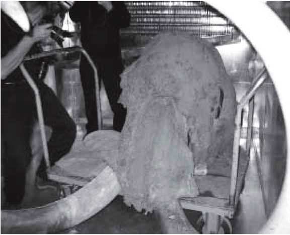 Мамонт - i_037.jpg