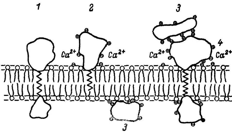 Естественные технологии биологических систем - _0.jpg
