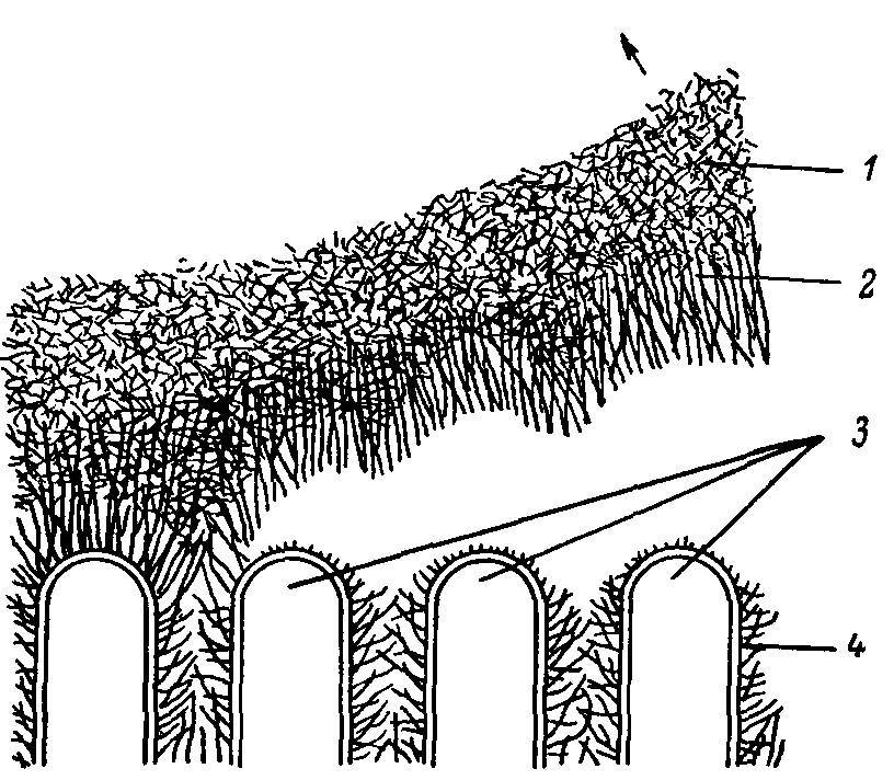 Естественные технологии биологических систем - _5.jpg