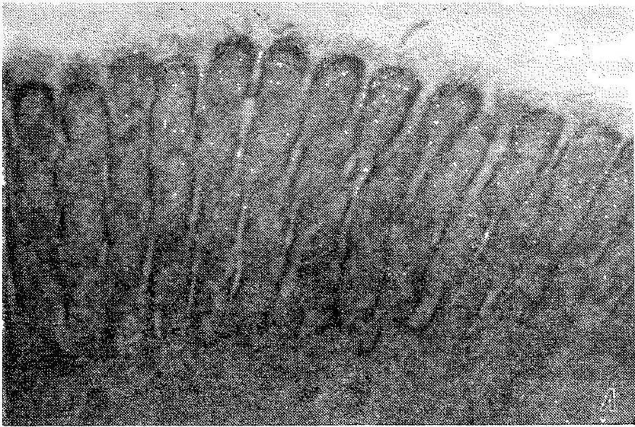 Естественные технологии биологических систем - _6.jpg