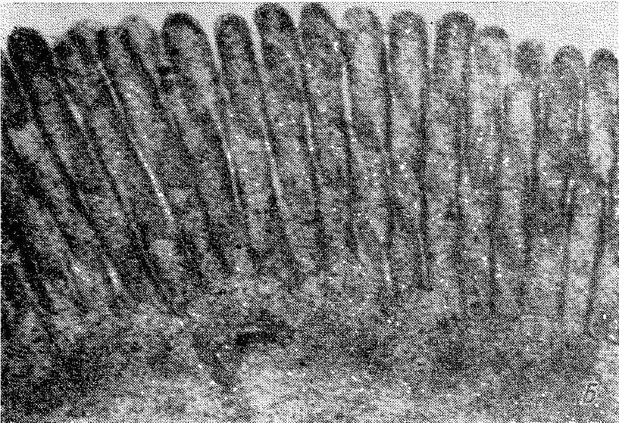 Естественные технологии биологических систем - _7.jpg