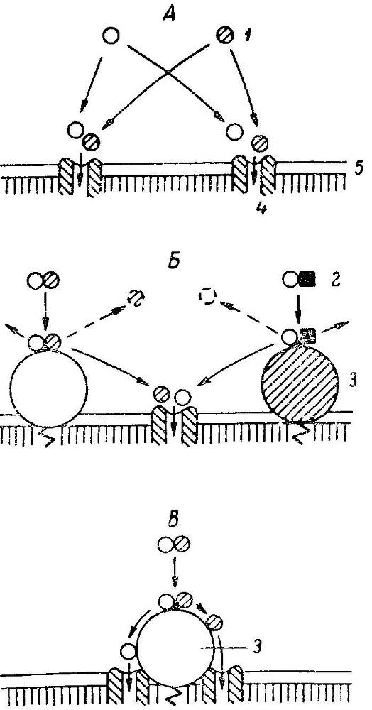 Естественные технологии биологических систем - _8.jpg