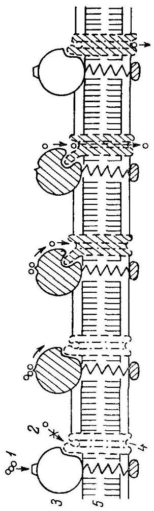 Естественные технологии биологических систем - _10.jpg