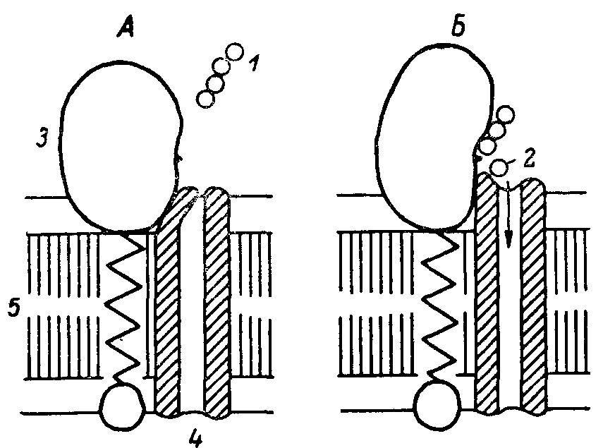 Естественные технологии биологических систем - _11.jpg