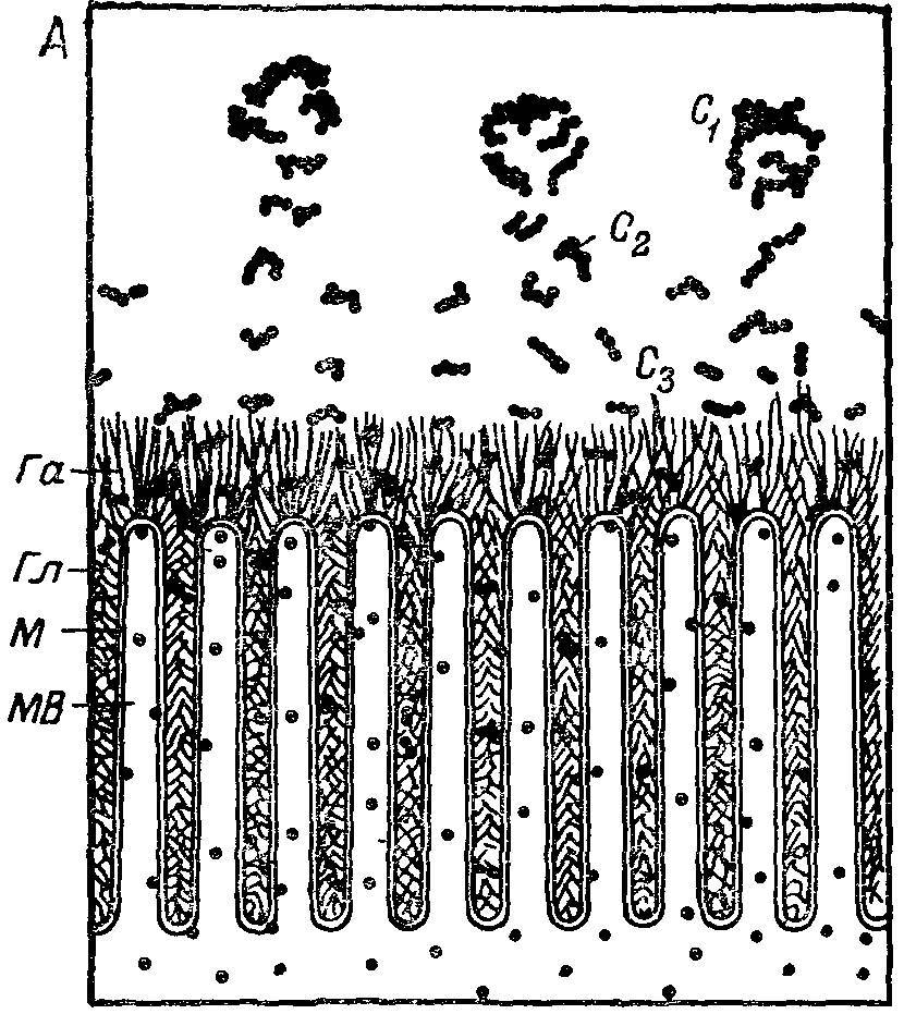 Естественные технологии биологических систем - _12.jpg
